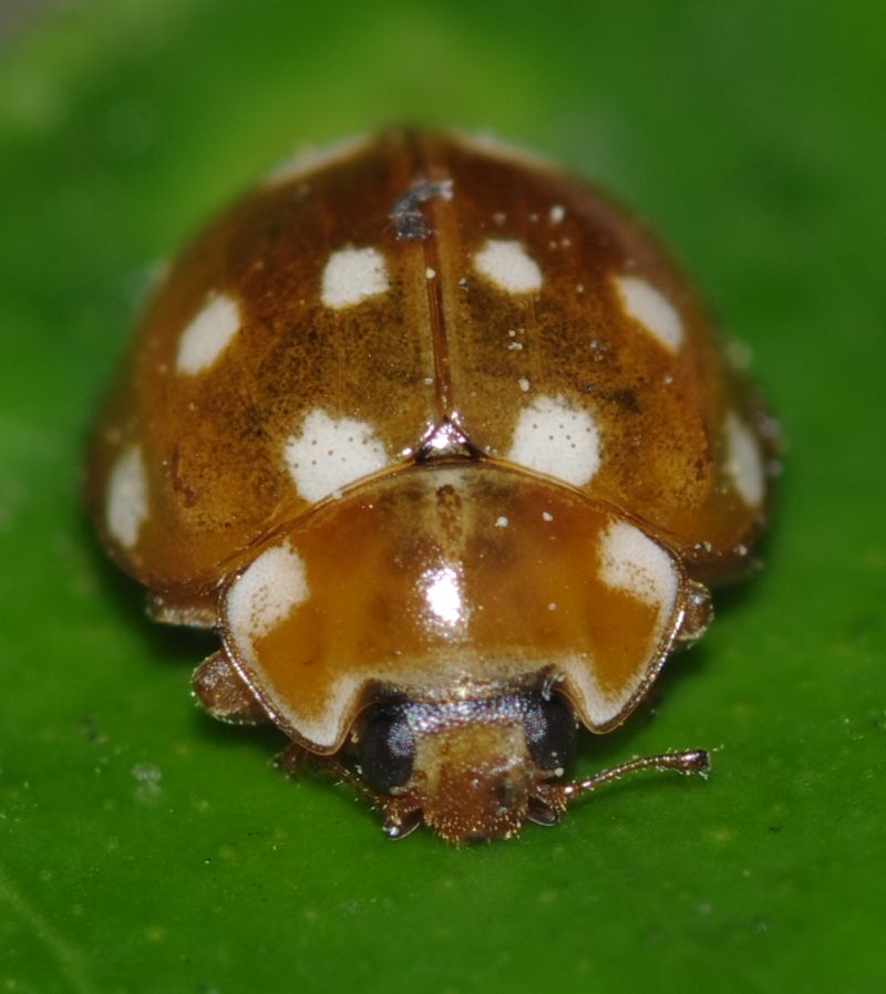 Coccinella 2 - Calvia quatuordecimguttata